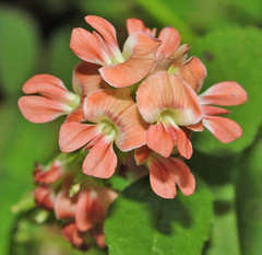 Indigofera spicata