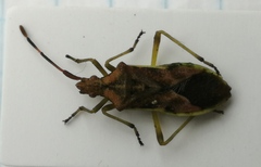 Gonocerus juniperi