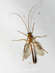 Enicospilus
