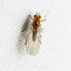 Diptera