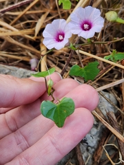 Ipomoea amnicola