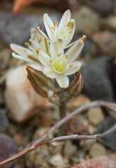 Albuca unifolia