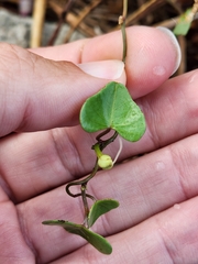 Ipomoea amnicola