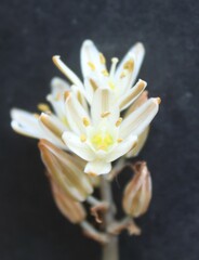 Albuca unifolia