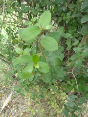 Rhamnus alaternus