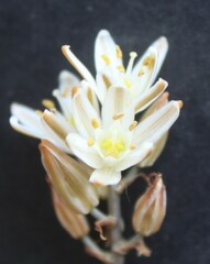 Albuca unifolia