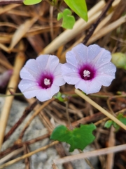 Ipomoea amnicola