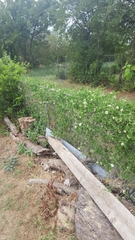 Funastrum cynanchoides