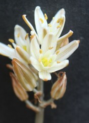 Albuca unifolia