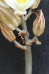 Albuca unifolia