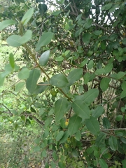 Rhamnus alaternus