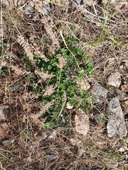Teucrium