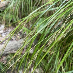 Carex