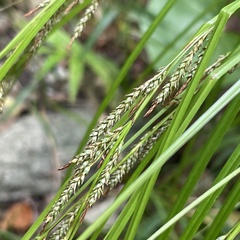 Carex