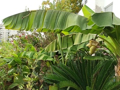 Musa basjoo