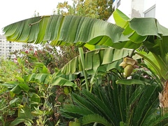 Musa basjoo