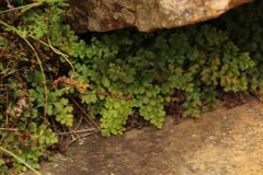 Asplenium subglandulosum