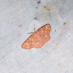 Cyclophora