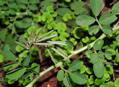 Indigofera spicata