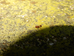 Tetramorium