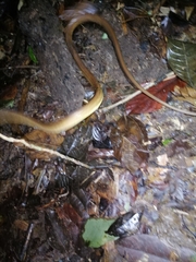 Corallus ruschenbergerii