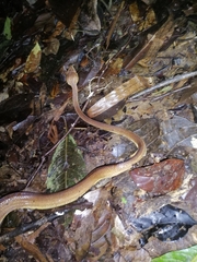 Corallus ruschenbergerii