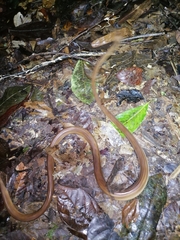 Corallus ruschenbergerii