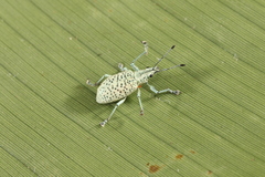 Naupactini