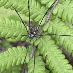 Pseudogagrella amamiana