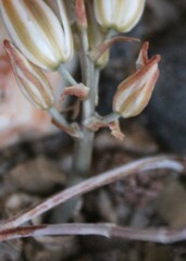 Albuca unifolia