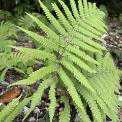 Pseudogagrella amamiana