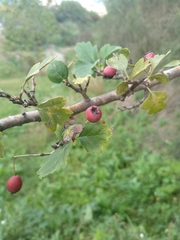 Crataegus monogyna