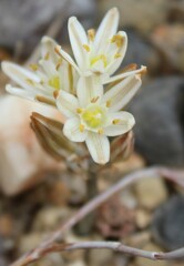 Albuca unifolia