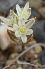 Albuca unifolia