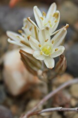 Albuca unifolia