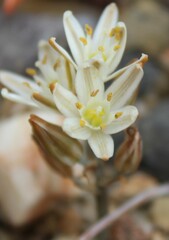 Albuca unifolia