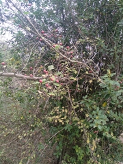 Crataegus monogyna