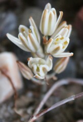 Albuca unifolia
