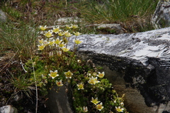 Saxifraga bryoides