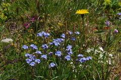 Myosotis alpestris