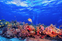 Holacanthus ciliaris