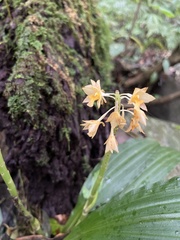 Calanthe