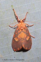Ammatho roseororatus