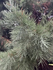 Sequoiadendron