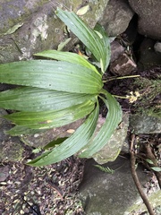 Calanthe