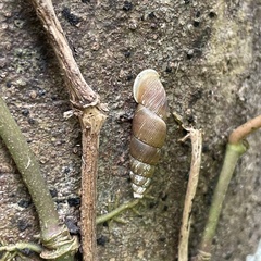 Stereophaedusa valida