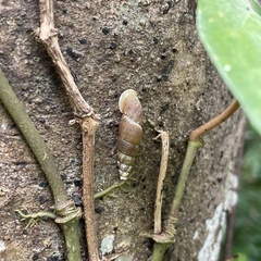 Stereophaedusa valida