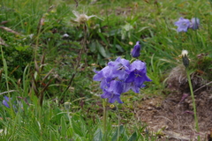 Campanula barbata