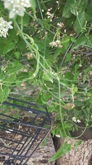 Funastrum cynanchoides