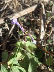 Nepeta grandiflora
